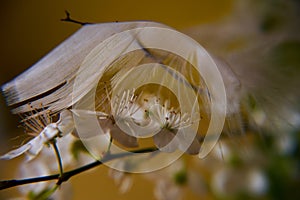 Beautiful blooming plum blossom closeup durning beautiful natural ligh photo